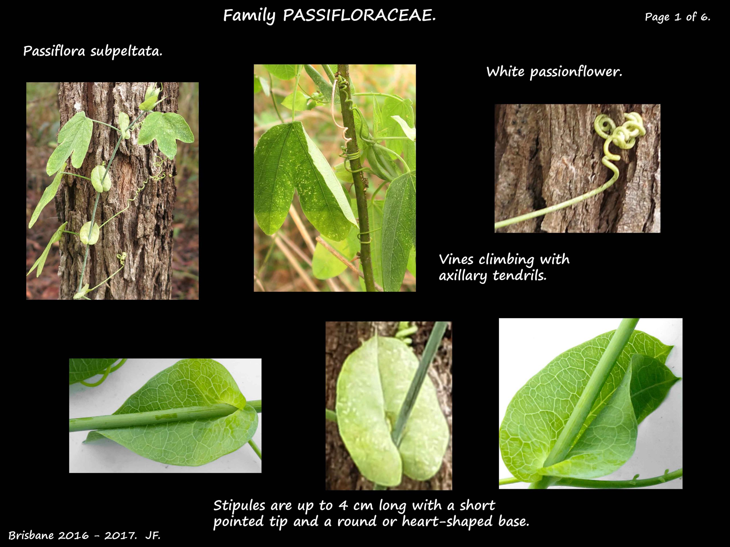 1 Passiflora subpeltata stipules